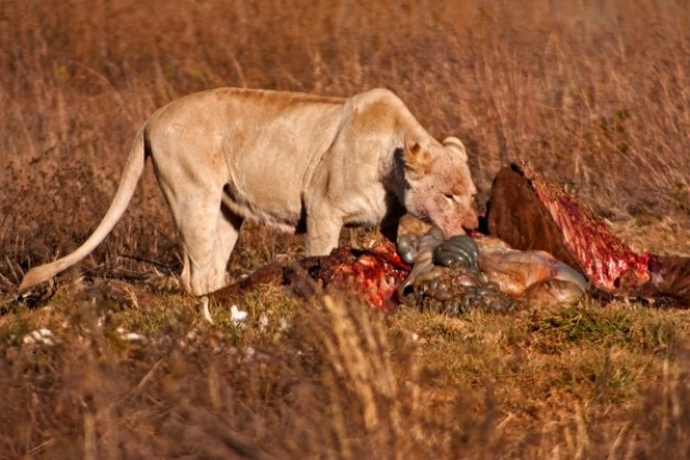 lion prey nsfw that eating quarry