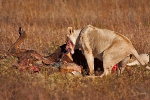 lion prey nsfw that eating quarry and reeking of blood