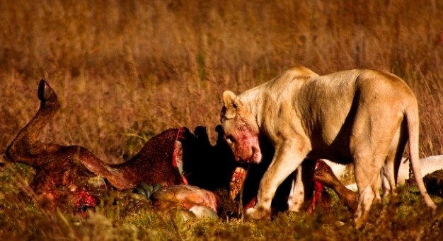 lion prey nsfw that eating quarry at autumn grass in side view