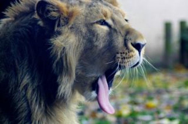 Lion roar African American in side view about West Africa Panthera Biology Mammalia Flora and Fauna
