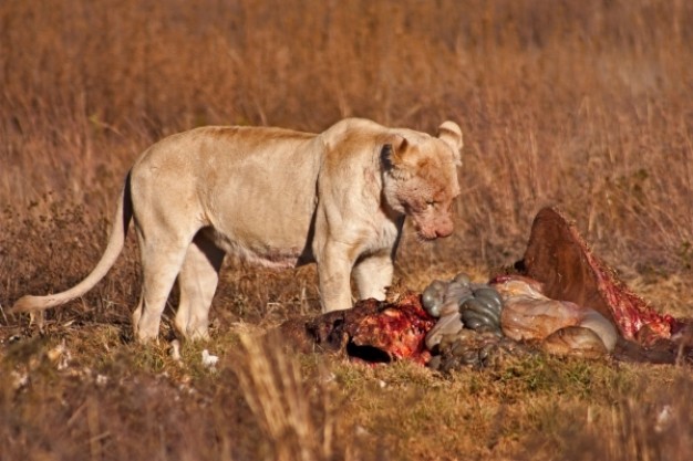 lion side view prey nsfw over autumn grass background