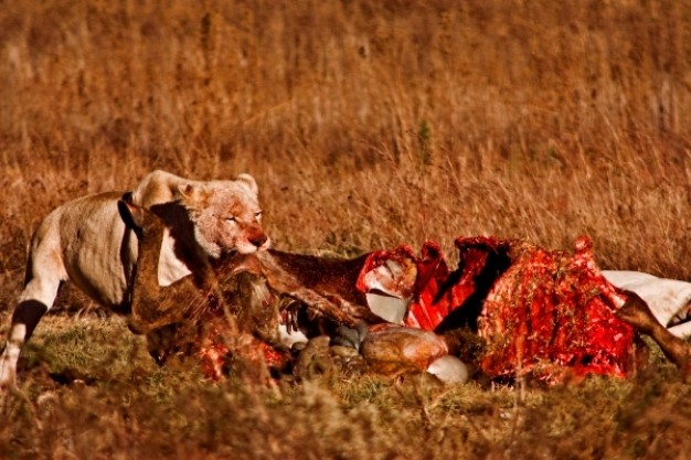 lion tear at the quarry that is prey nsfw