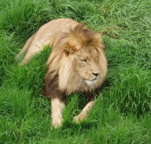 lion top view resting in grass
