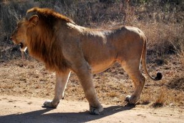 lion walking on a dry ground under sun