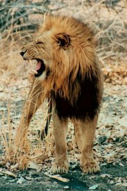 lion with close eyes and open mouth with autumn grass background