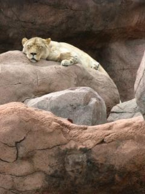 lioness cliffs sleeping on the stone