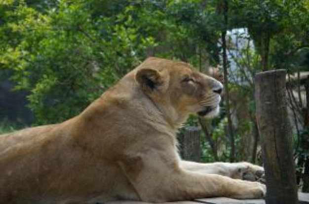 lioness female side view over tree at back