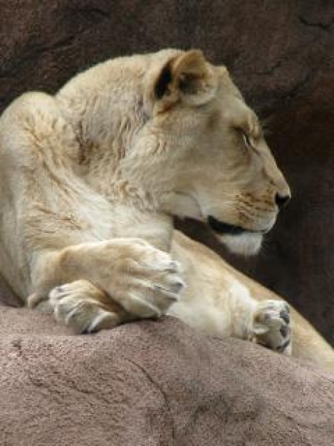 lioness lion sleeping on stone