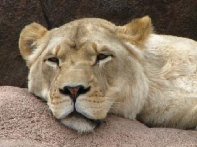lioness lying on stone in closeup