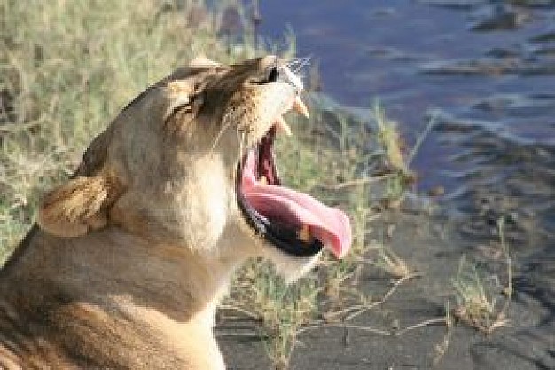 lioness yawning at side of river