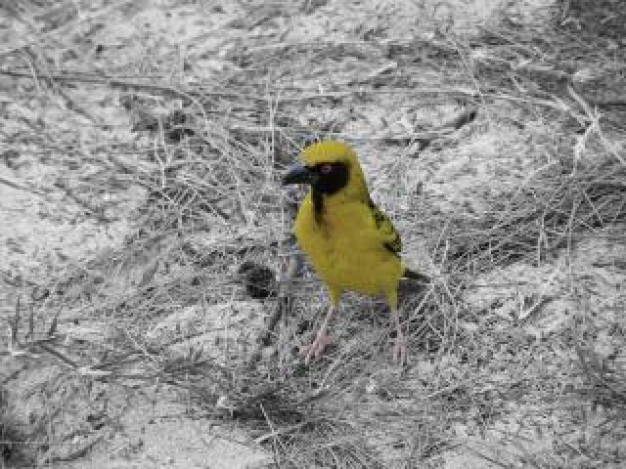 little bird dusk stopping at snow winter grass