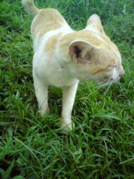 little cat walking acrossing at grass