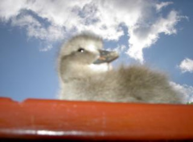 little Eggs duck animal with blue sky background