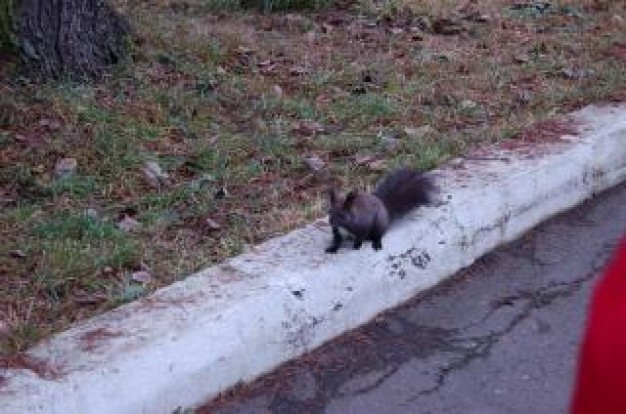 little squirrel walking at river side