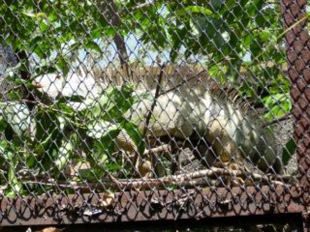 lizard at surabaya zoo plants in cage