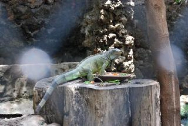 lizard at surabaya zoo with long green tail