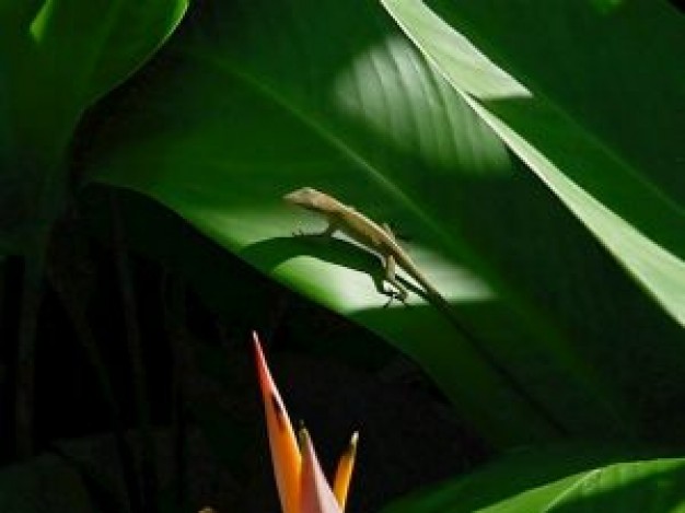 lizard crawling on green leaf