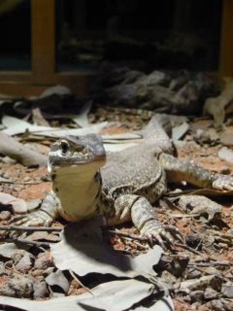 lizard crawling over leafs