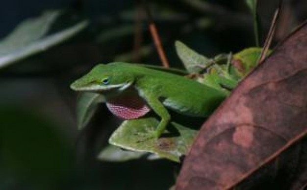 Lizard excited Carolina anole anole about Polychrotidae Brown anole