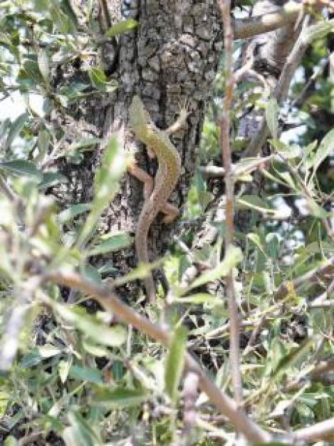 Lizard green Recreation lizard about Biology Reptilia