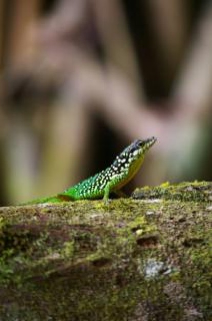 Lizard Lung looking at something about forest life