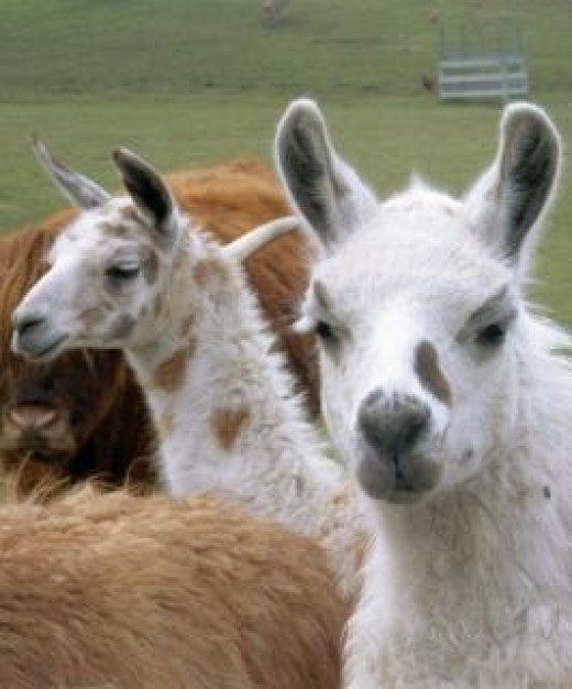 Llama Michigan flock about farm life grass