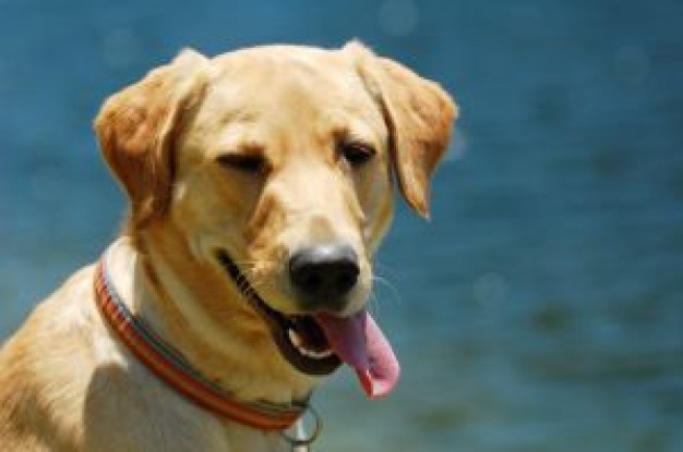 lola Black Lab dog in front Close-up view about Labrador German Shepherd