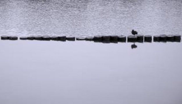 lonely duck swimming over lake in grey landscape