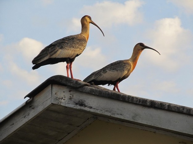 long nature bird animal bill standing on housetop with sky and clouds background