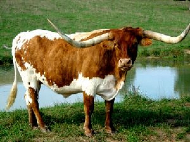 longhorn bull side view with grassland and river background