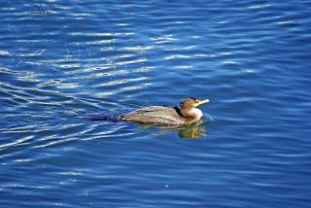 loon swimming in blue water