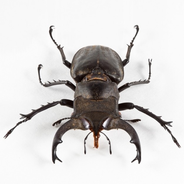 lucanus formosanus beetle front view close-up