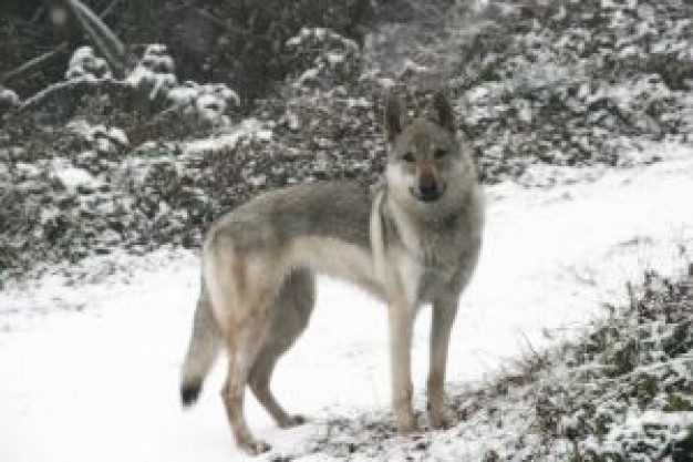 luna wolf in winter forest