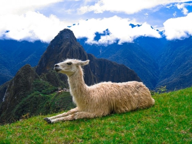 machu picchu llama lying at top of mountain grassland