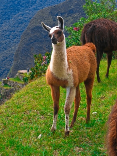 machu picchu llama sitting at grass of mountain in sprint