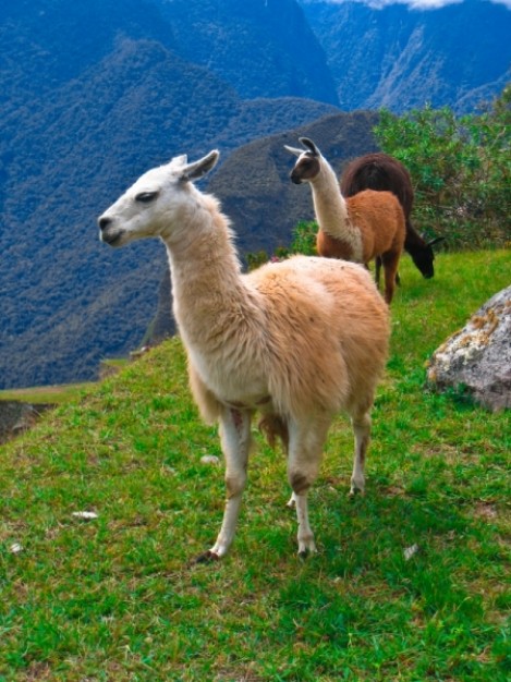 machu picchu llamas at grass of mountain top