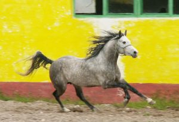 magic horse running with yellow wall and green window at back