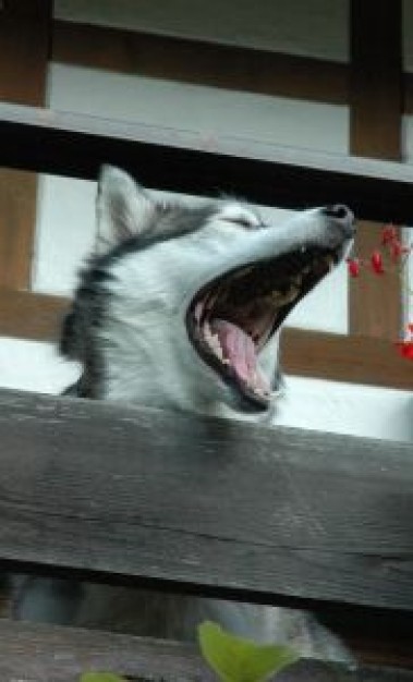 maloup the husky dog roaring with house at back