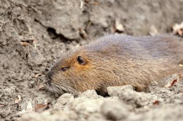 Mammal river Rat about Rodent Gurkha in field