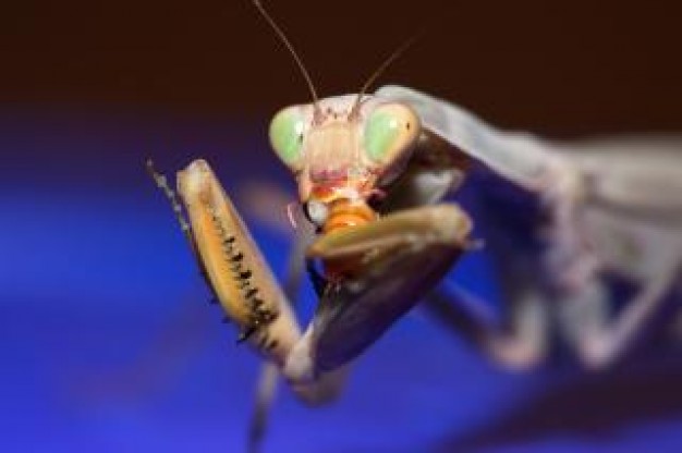 mantis live close-up with blue background