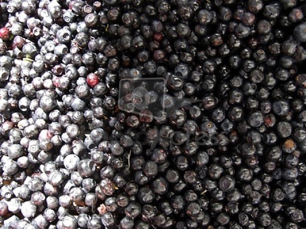 many red-and-black blueberries