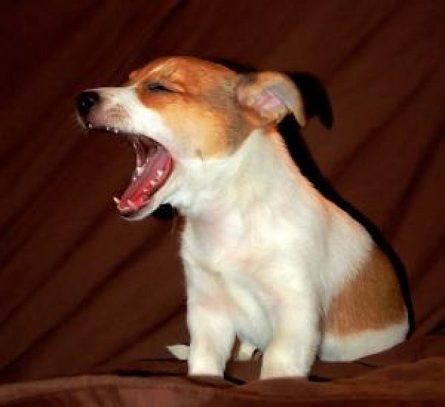 maxwell dog roaring at brown bed