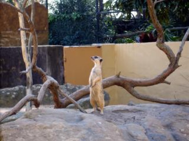 Meerkat Biology animal standing about Zoology Zoos and Aquariums