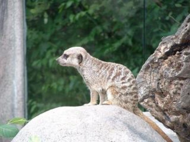 Meerkat Biology wild about Kalahari Desert forest animal