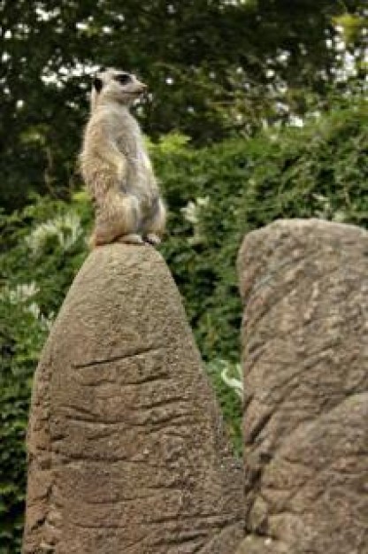 meerkat on guard watching out at top of stone
