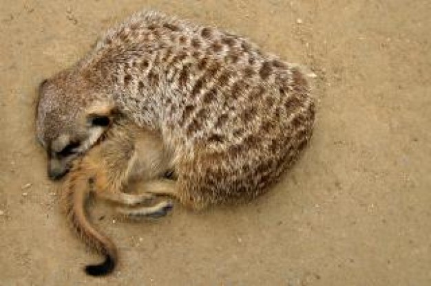 Meerkat South Africa zoo about Kalahari Desert Namib animal