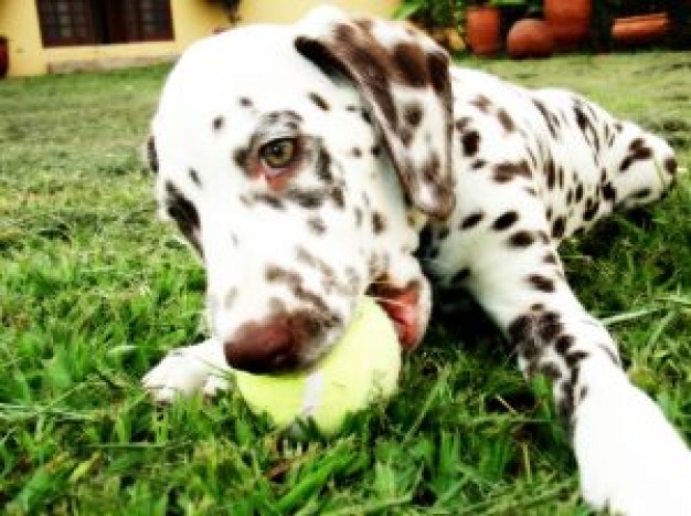 mel cute dog playing ball on the grass