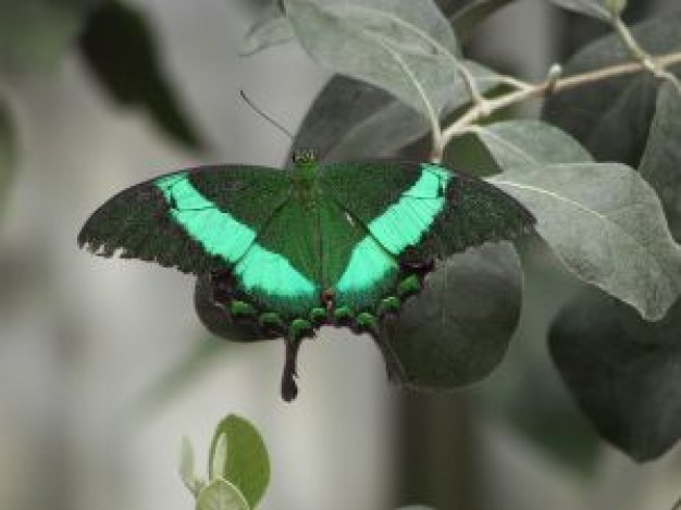 Mexico butterfly with blue dot about Monarch butterfly Luxembourg