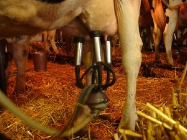 milking a cow with machine