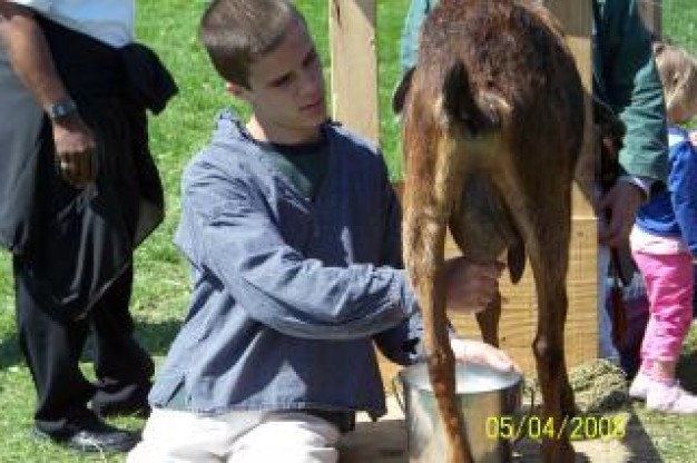 milking man and cow